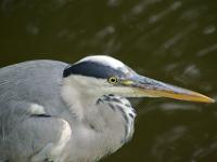 Graureieher Porträt im Schloßpark Frederiksberg